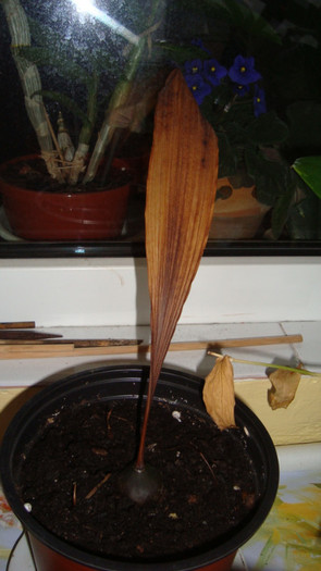 pleione asa arata acum