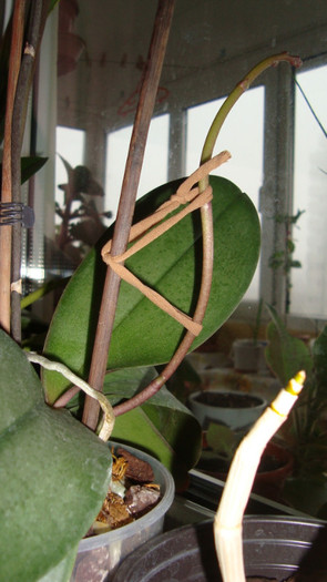 orhidee cu tije noi - Decembrie 2011