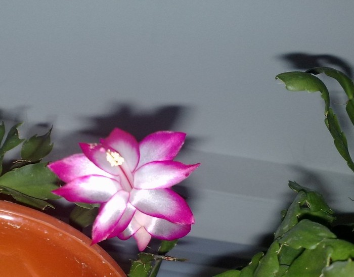 13.12.2011 - Schlumbergera si Rhipsalidolis