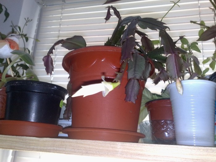 10122011 - Schlumbergera si Rhipsalidolis