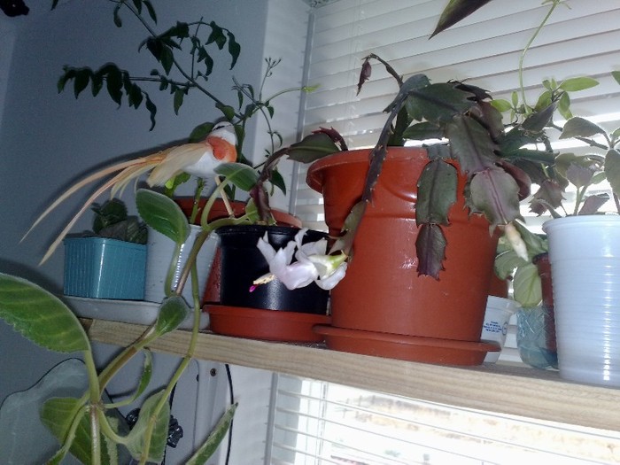 11122011 - Schlumbergera si Rhipsalidolis