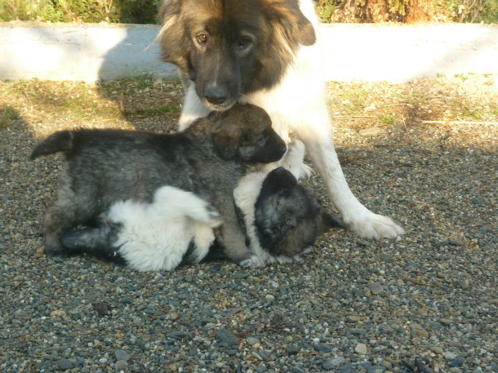 Barta si Bratca; La cursuri cu mama
