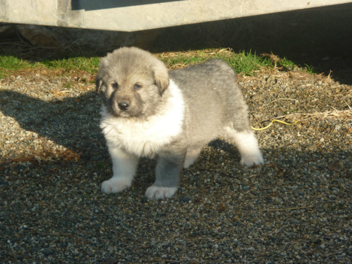 Brutus