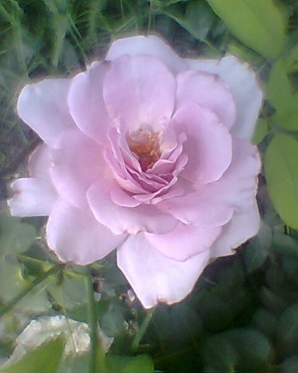 Fotogr.0777 - trandafiri 1