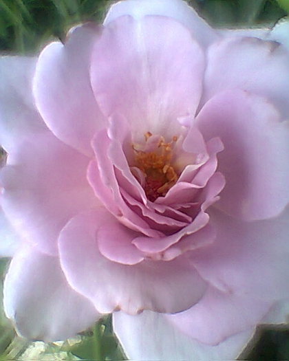 Fotogr.0778 - trandafiri 1