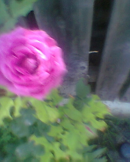 Fotogr.0786 - trandafiri 1