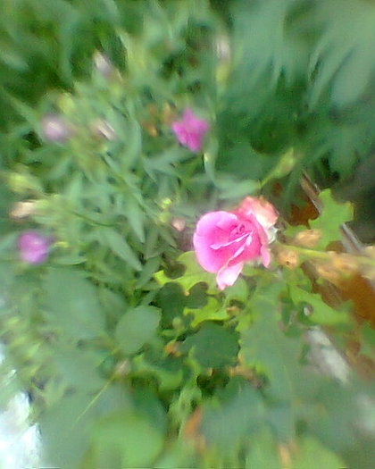 Fotogr.0788 - trandafiri 1