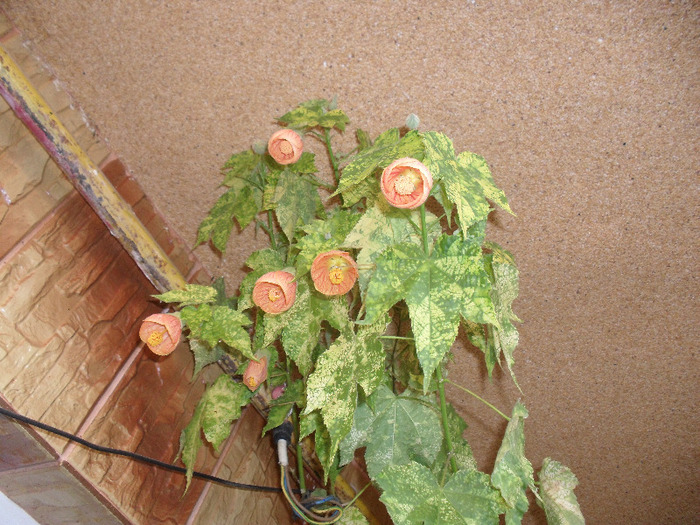 SAM_1070; abutilon portocaliu
