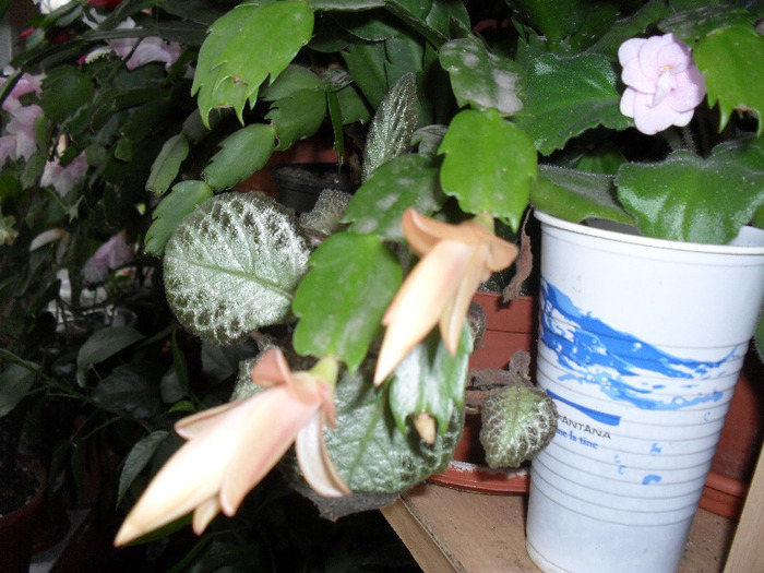 craciunita si o violeta