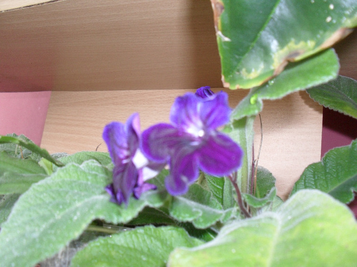 streptocarpus