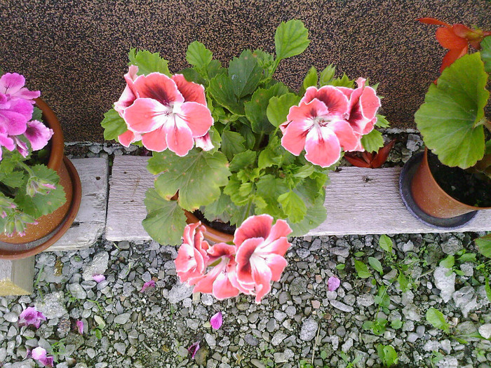 Fotografii-0069 - muscate grandiflorum