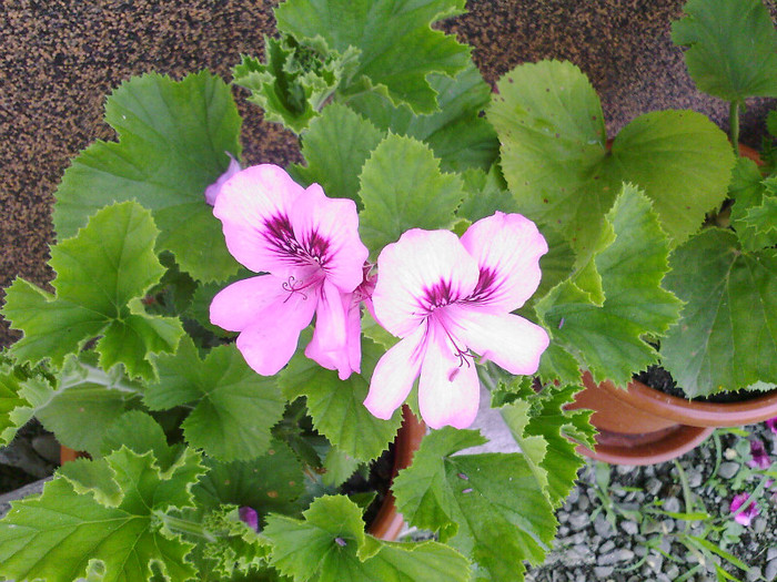 Fotografii-0064 - muscate grandiflorum