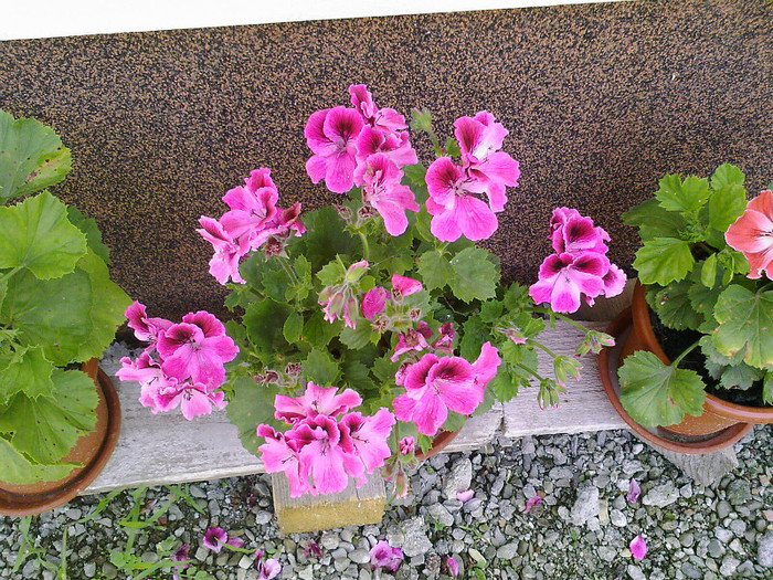Fotografii-0066 - muscate grandiflorum