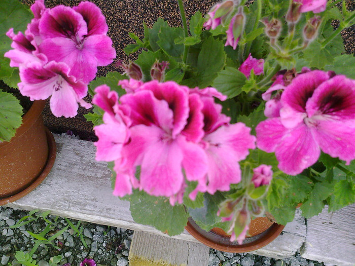 Fotografii-0067 - muscate grandiflorum