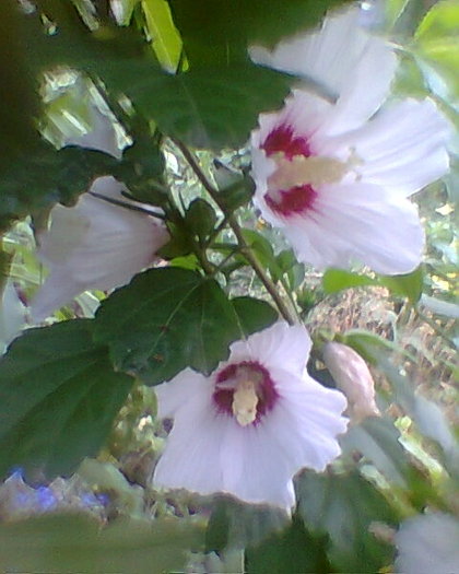 Fotogr.0703 - hibiscus