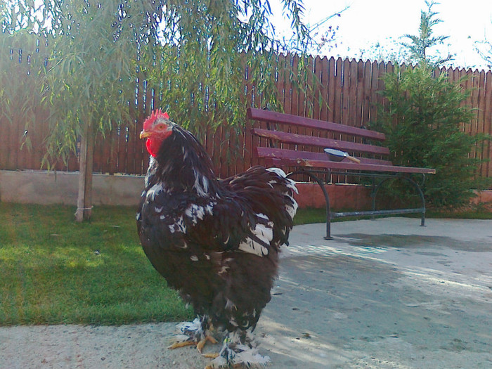 05112011057; cocos cochinchina bobat
