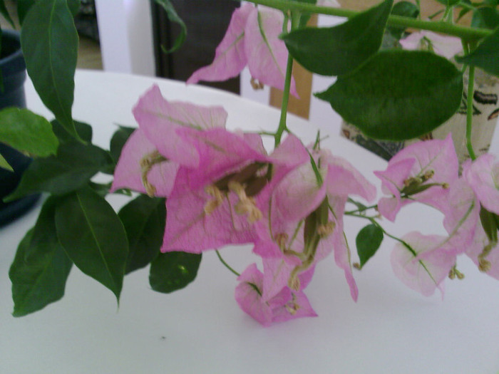 Fotografii-0025 - bougainvillea