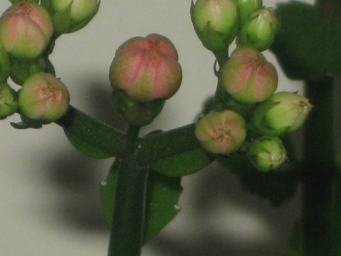  - A KALANCHOE