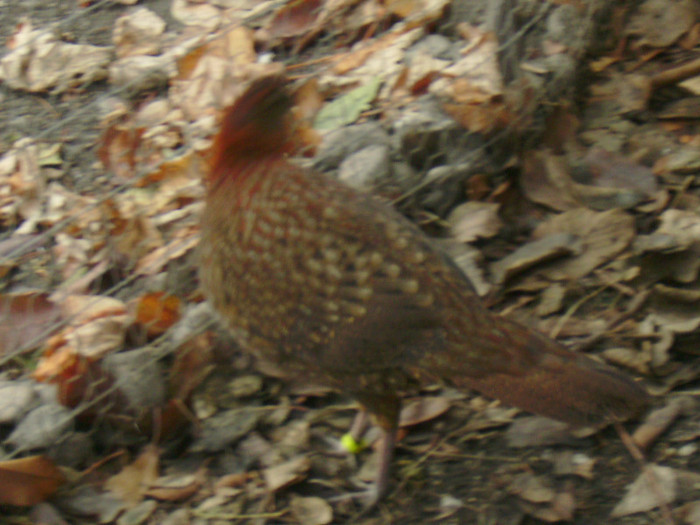 PICT0132 - Fazanul Tragopan