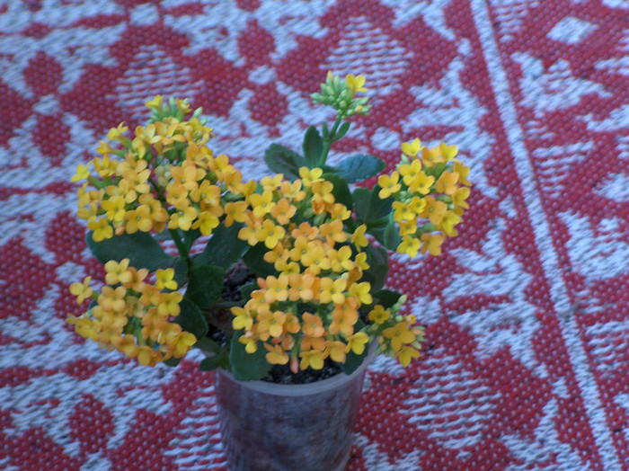 HPIM0573 - kalanchoe