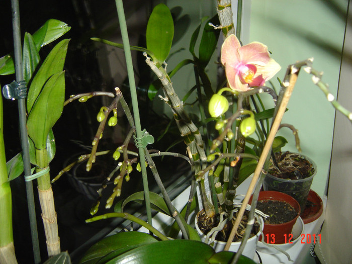 poze 490 - 2012 ORHIDEEA