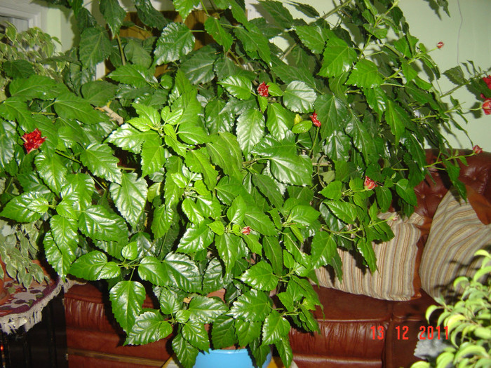 poze 486