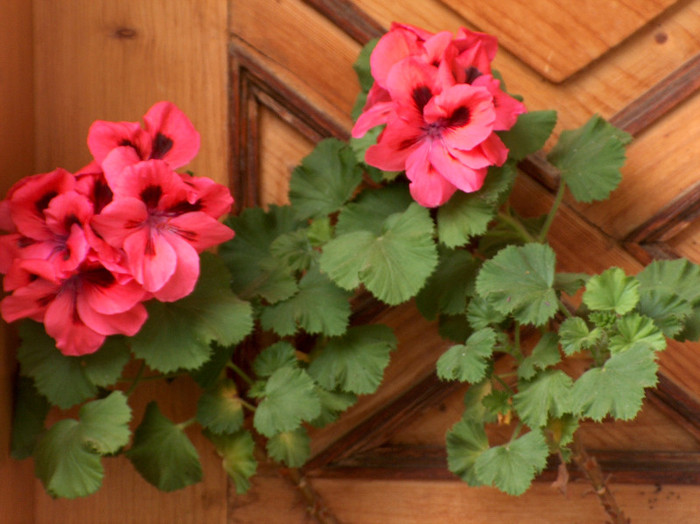 HPIM0589 - muscate grandiflorum