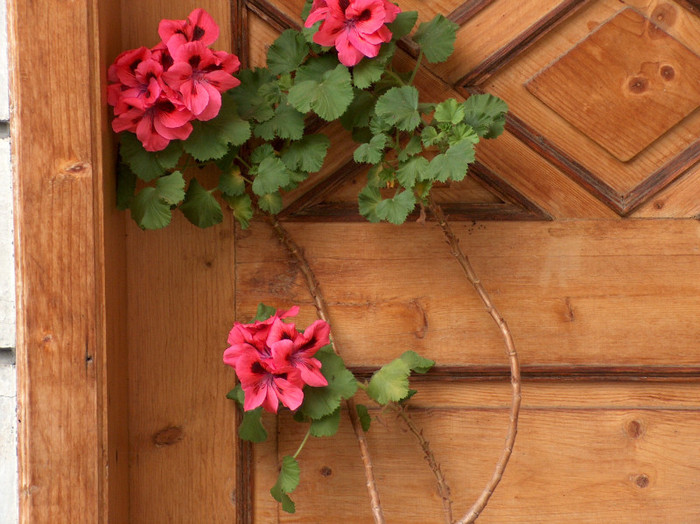 HPIM0590 - muscate grandiflorum