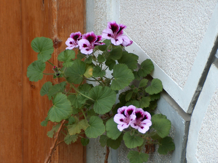 HPIM0591 - muscate grandiflorum