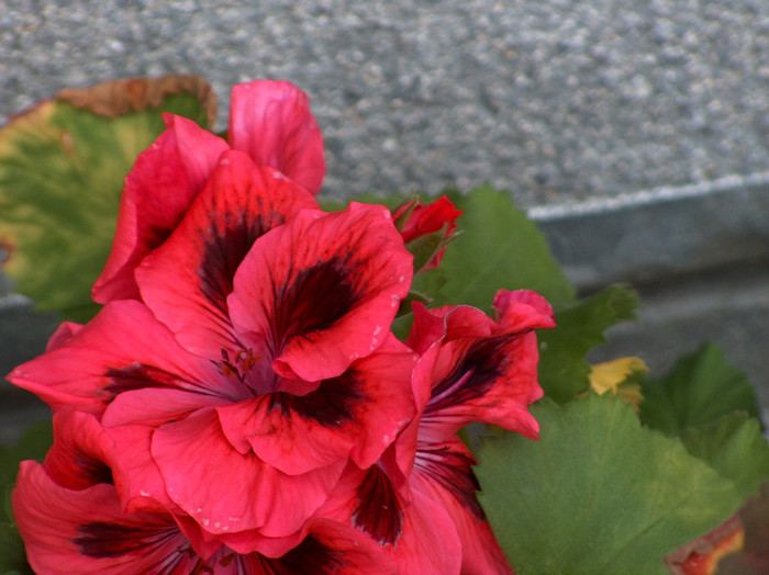 HPIM0598 - muscate grandiflorum