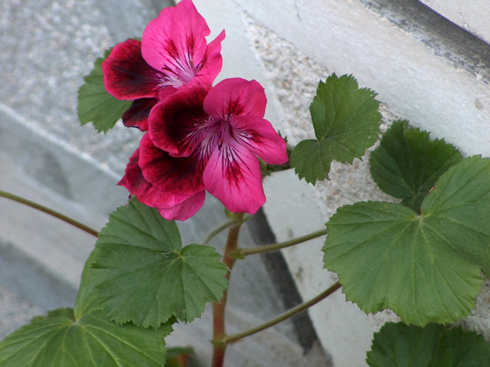 HPIM0600 - muscate grandiflorum