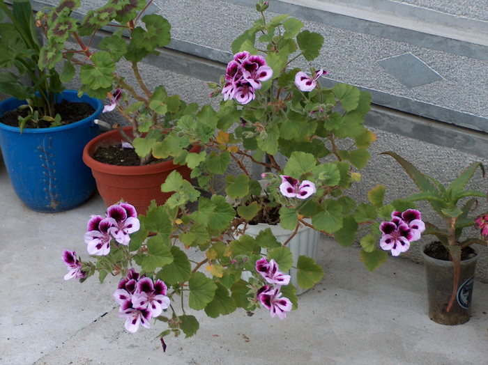 HPIM0601 - muscate grandiflorum