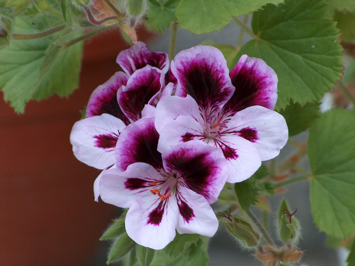 HPIM0602 - muscate grandiflorum