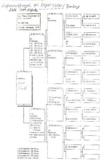 PEDIGREUL LA GUTA STIKELBOUT -NORMAN - PORUMBEI CU NORMA LA FOND PEDIGREE