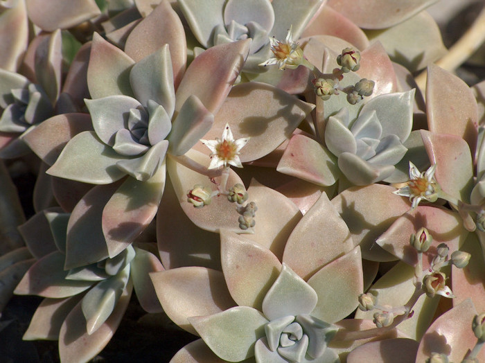 Graptopetalum paraguayense