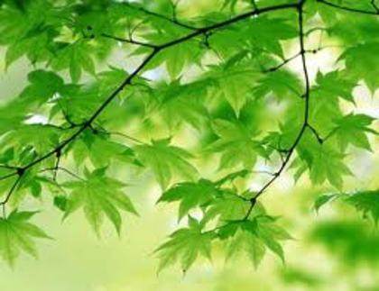 images (12) - green