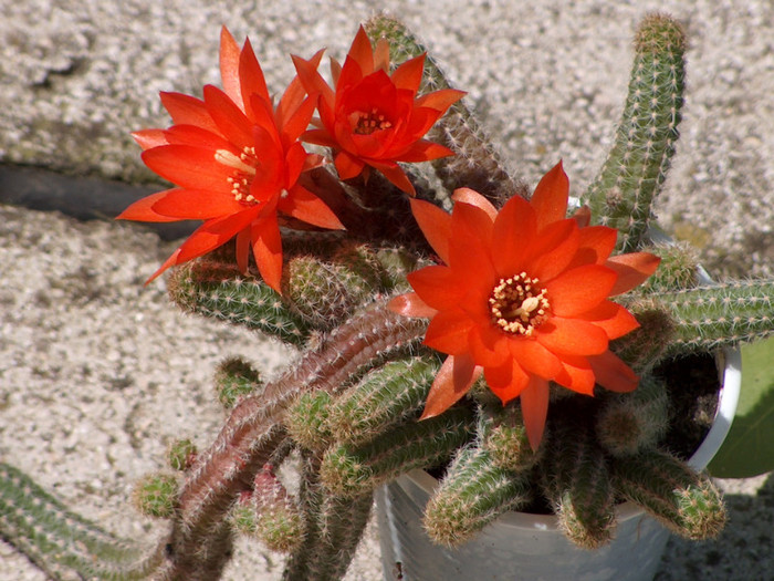 HPIM1144 - cactusi