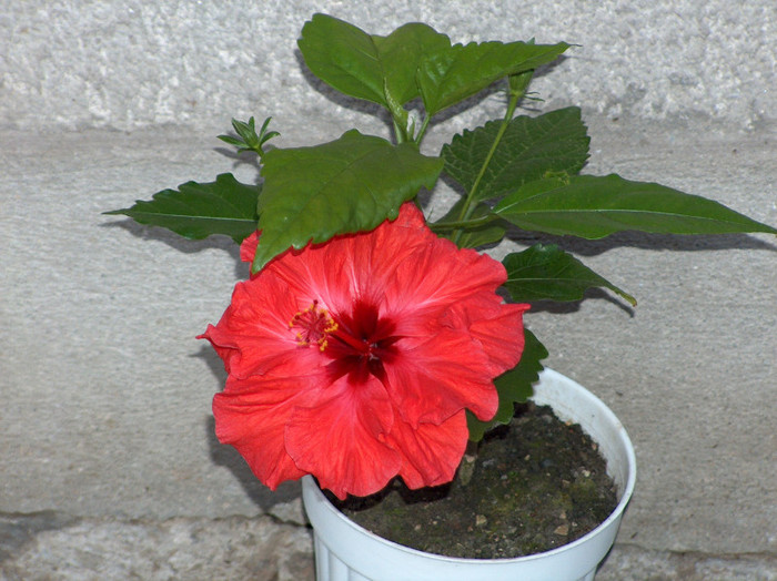 HPIM1154 - hibiscus