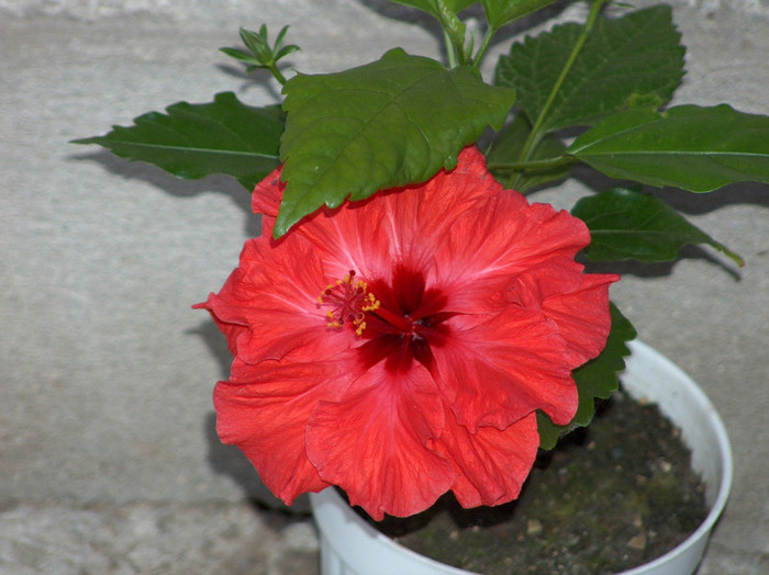 pierdut - hibiscus