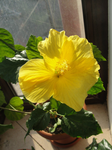 hibi senegal - C-hibiscus 2011- 2