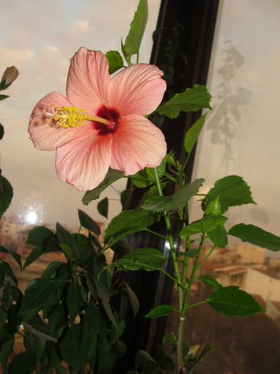 hibi simplu somon - C-hibiscus 2011- 2