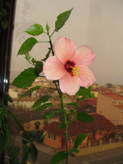 hibi simplu somon - C-hibiscus 2011- 2