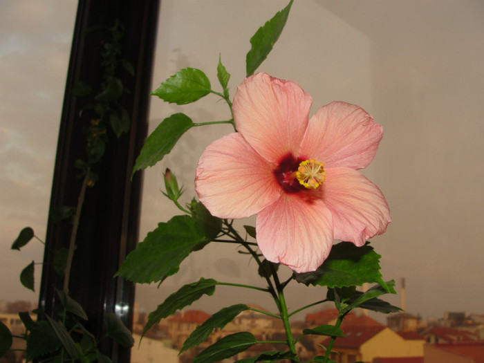 hibi simplu somon - C-hibiscus 2011- 2