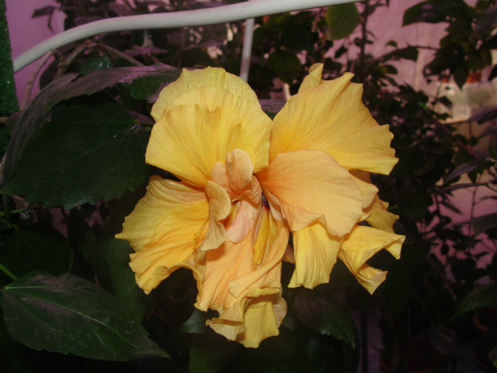 hibi cais batut - C-hibiscus 2011- 2