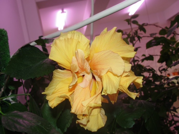 hibi cais batut - C-hibiscus 2011- 2