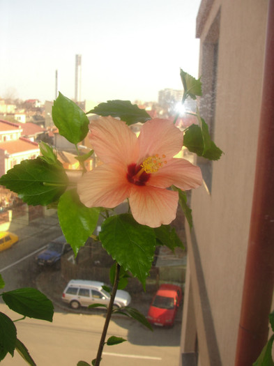 hibi somon simplu - C-hibiscus 2011- 2