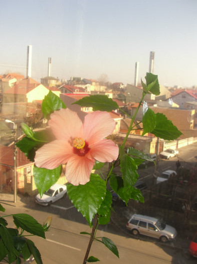 hibi somon simplu - C-hibiscus 2011- 2