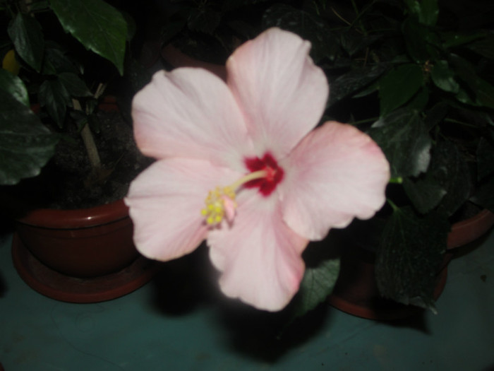 hibi roz motat acum nemotat