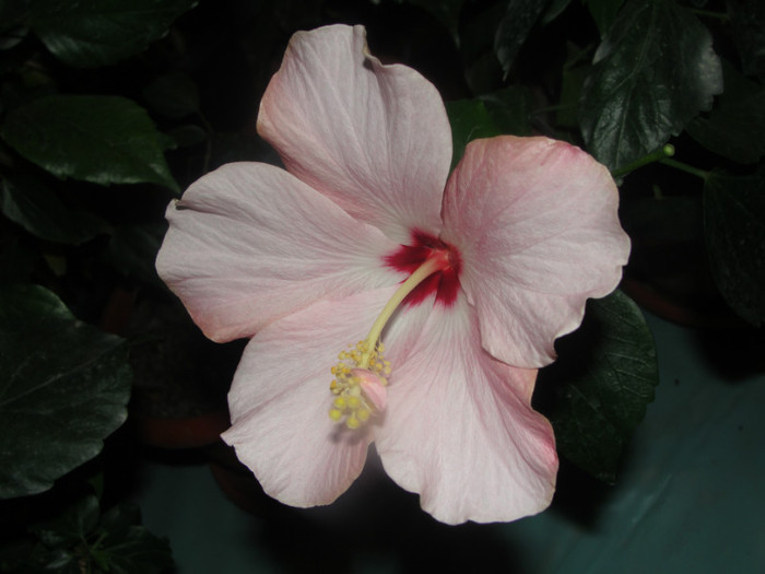 hibi roz pal motat nemotat