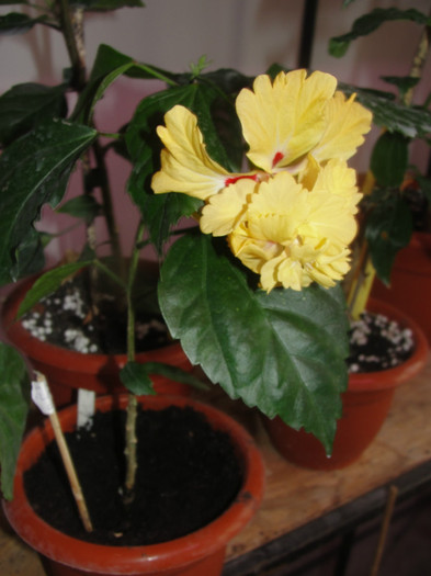 hibi el capitolio sport of sport